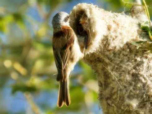 十大鸟类建筑师之二（织布鸟、维达雀）