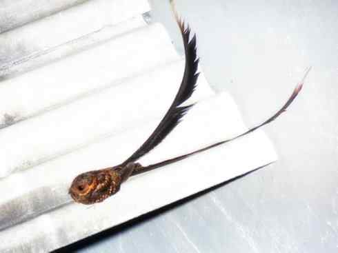 猎奇：长尾鸟雀（咬鹃和寿带鸟）