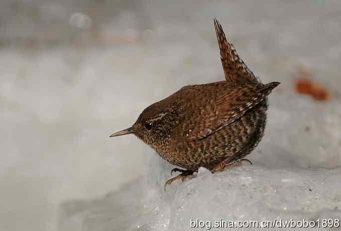 精灵般的小鹪鹩 精灵般的小鹪鹩