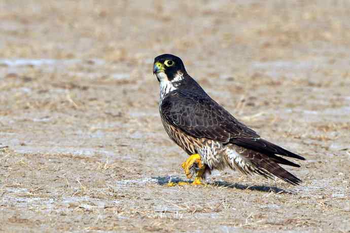 落地版游隼（摄于野鸭湖）