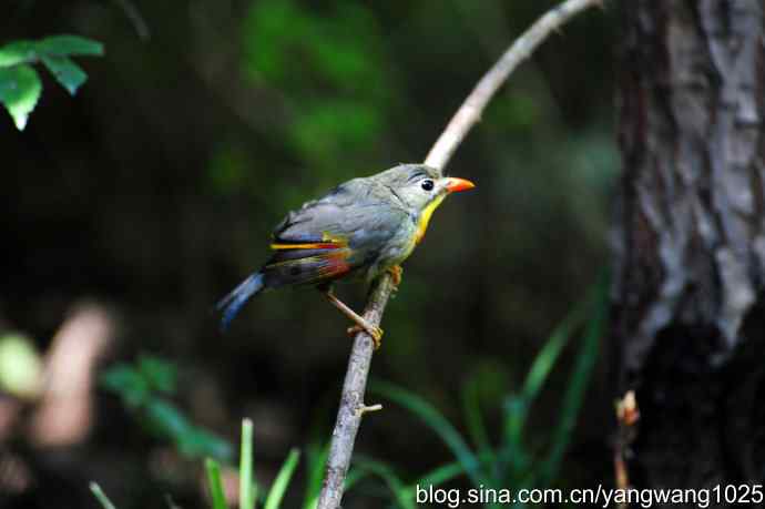 它发现了滴水的水龙头（红嘴相思鸟）