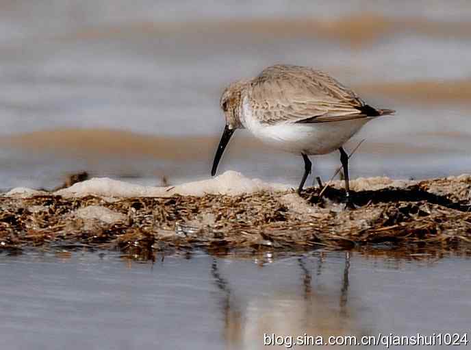野鸭湖打鸟.弯嘴滨鹬