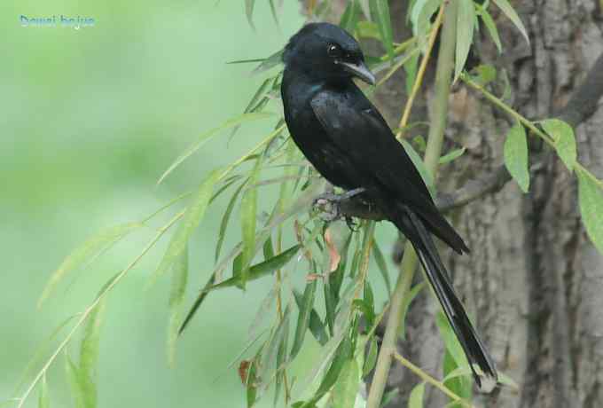 黑卷尾和疑似灰暗鹃鵙(雌) 黑卷尾和疑似灰暗鹃鵙(雌)