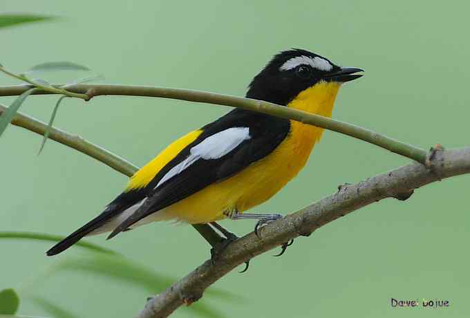 植物园：紫背.白眉和绿啄　