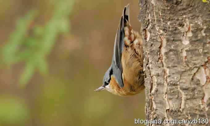 漂亮的跳跃精灵鈥斺斃醺锅[（组图）