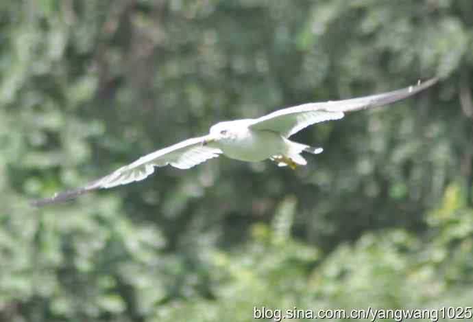 飞（海鸥与夜鹭） wbr2