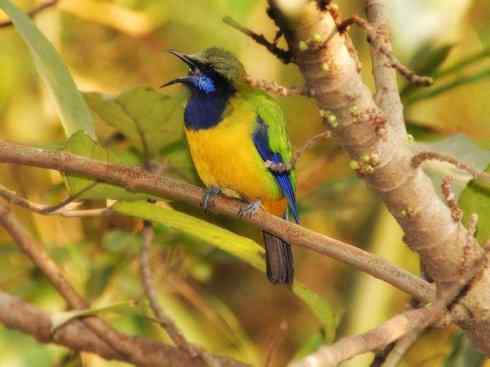 美丽无罪：雀鸟之叶鹎