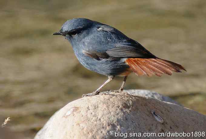 红尾水鸲和十渡众小鸟