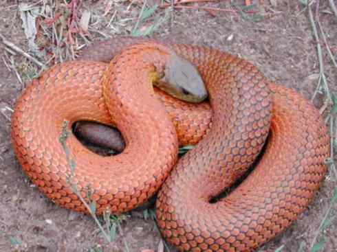 龙：传说的兽原型探秘（澳洲眼睛蛇类）