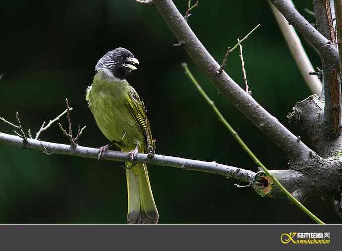 领雀嘴鹎【照片】