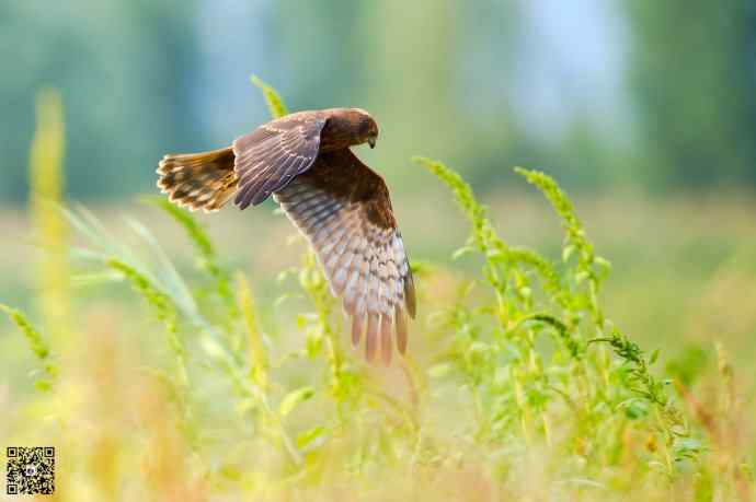 悬停舞者鈥斺斎叼