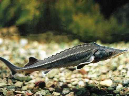 鱼类活化石：中华鲟