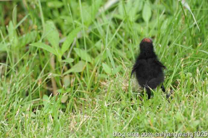 北京奥林匹克公园的鸟类——黑水鸡 2