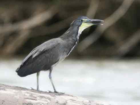 天生猎手：非猛禽类猎手之六（重量级的杀手——大型鹭鸟）