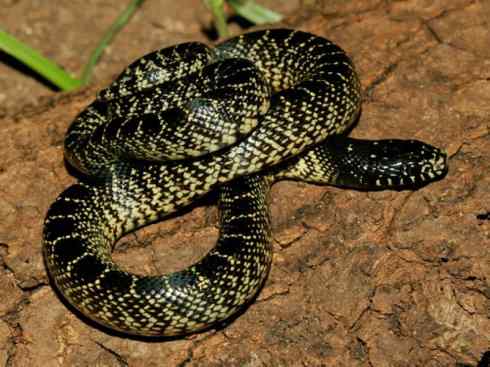 龙:传说的兽原型探秘(游蛇类) 龙:传说的兽原型探秘(游蛇类)