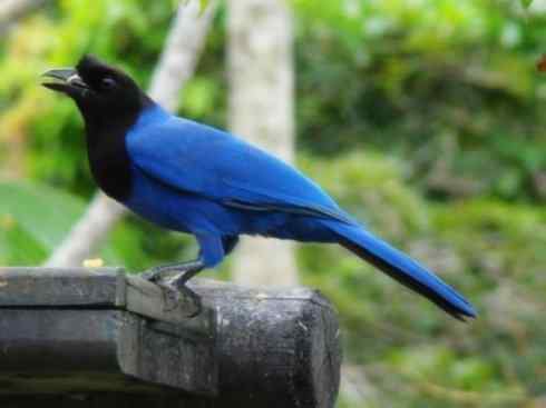 美丽无罪：雀鸟之蓝鸦