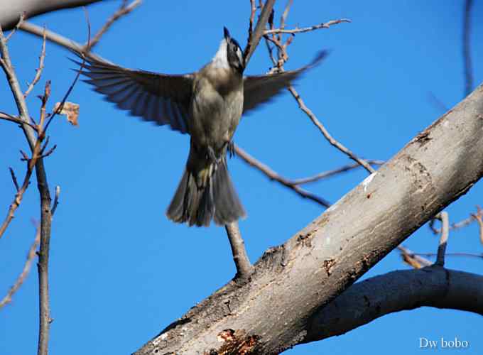 酷派十足滴白头鹎
