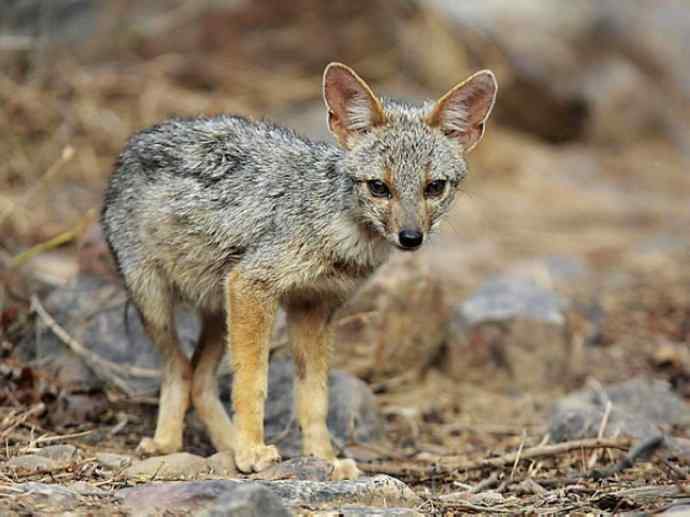 犬科：狐亚科伪狐属之高地狐、河狐、秘鲁狐