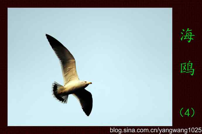 海鸥(4)