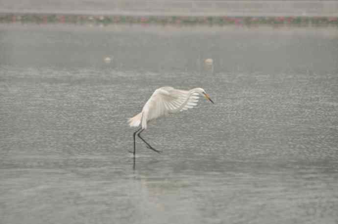 奥林匹克公园白鹭飞 wbr1