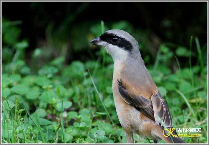 伯劳与白鹭【照片}