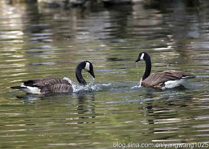 加拿大雁的婚礼（纪实）