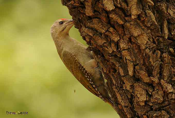 植物园：紫背.白眉和绿啄　
