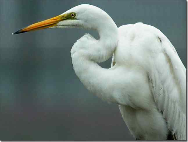 奥体公园观赏大白鹭