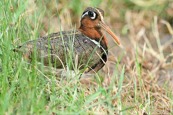 再上衡水湖 wbr续拍明星鸟