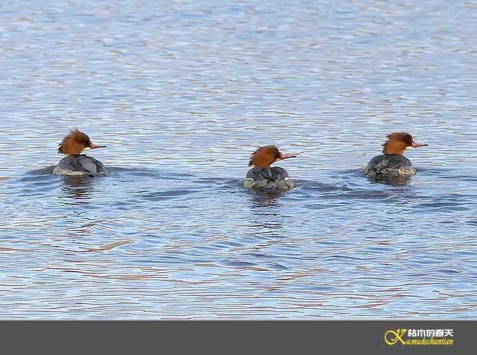 月亮湾拍的“秋沙鸭”【实拍】
