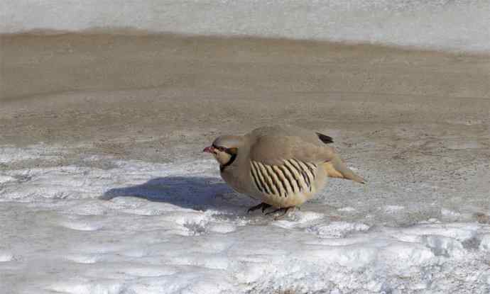 涧底有鸡鸣 wbr石上意踟躇