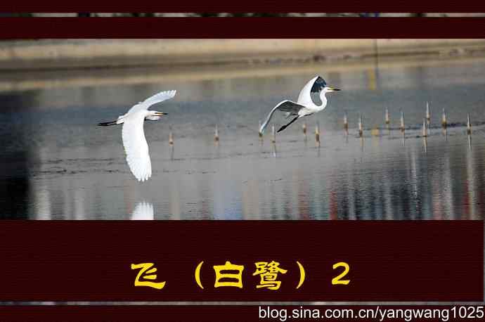 飞(白鹭)2 飞(白鹭)2