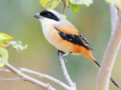 奇特的盔：盔鵙