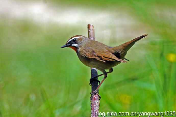 同是红喉不同宗