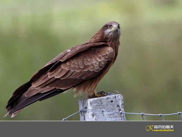 红原大草原的鈥満陴扳