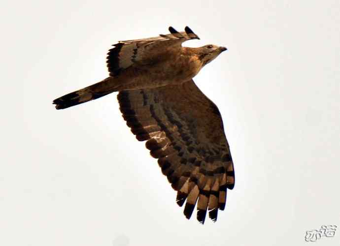 北京西山 wbr路 wbr凤头蜂鹰 北京西山 wbr路 wbr凤头蜂鹰
