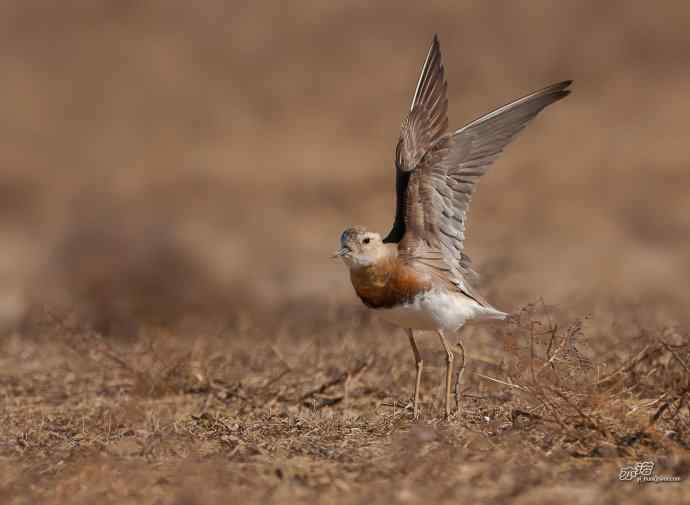 野鸭湖的东方鸻