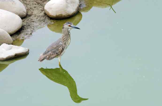夜鹭(亚成鸟) 夜鹭(亚成鸟)