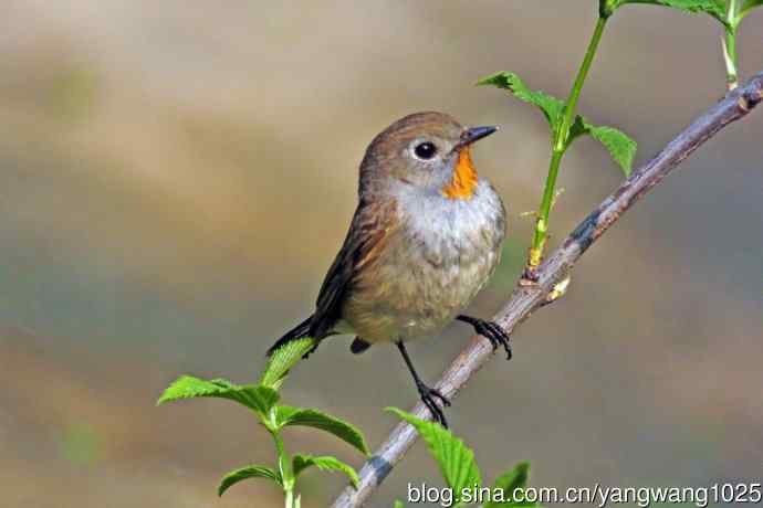 北京天坛公园的鸟类——雄性红喉姬鹟（15）