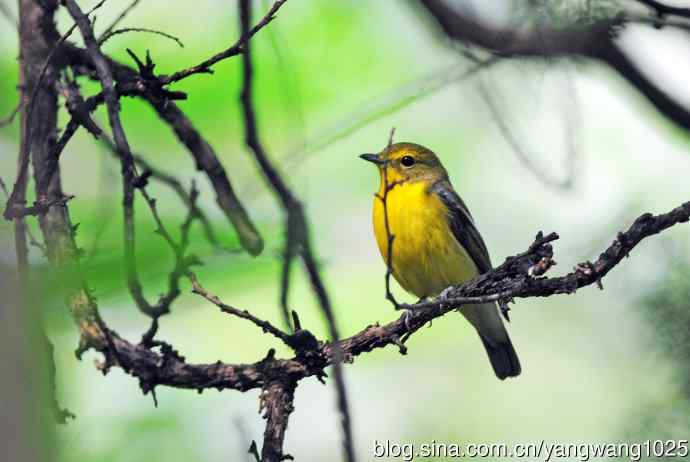 雄性绿背姬鶲（2）