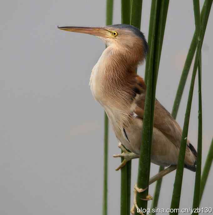 铁证！——实拍黄大脚作案全过程（组图，15张图片）