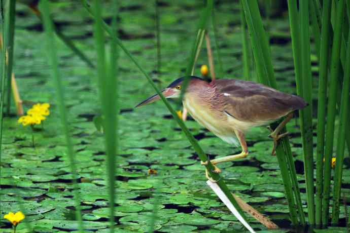 捕鱼的黄苇鳽（记实）2