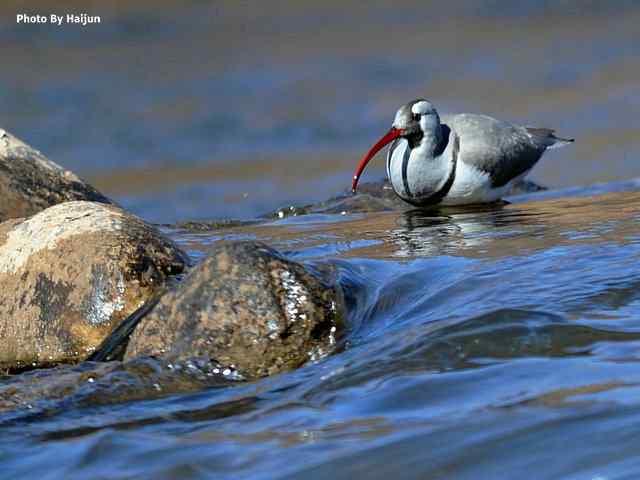 峡谷中观赏百态鹮嘴鹬