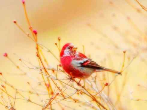 美丽无罪：雀鸟之雀类