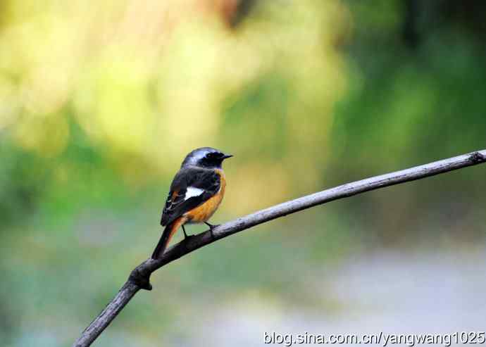 雄性北红尾鸲（1）