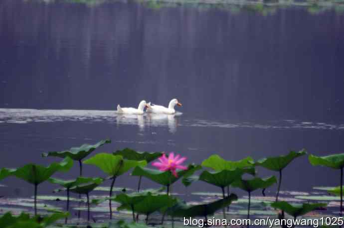 小鸳鸯与大白鸭