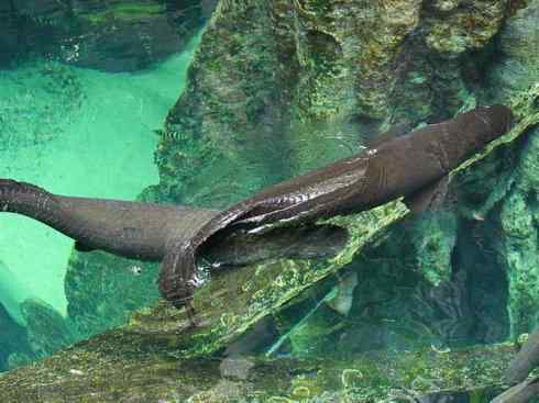 鱼类活化石：巨骨舌鱼