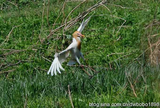 牛背上的芭蕾 牛背上的芭蕾