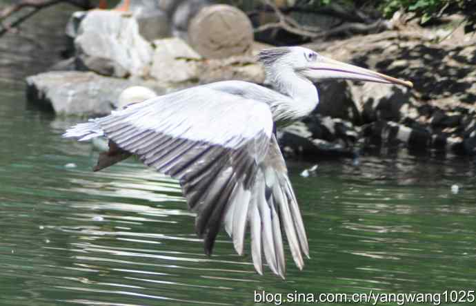 再拍大鹈鹕 wbr2