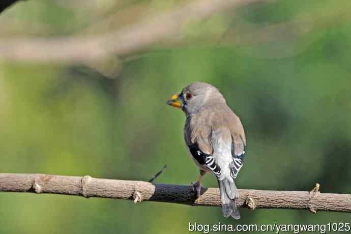 雌性黑尾蜡嘴雀（2）